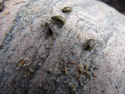 heather beetles